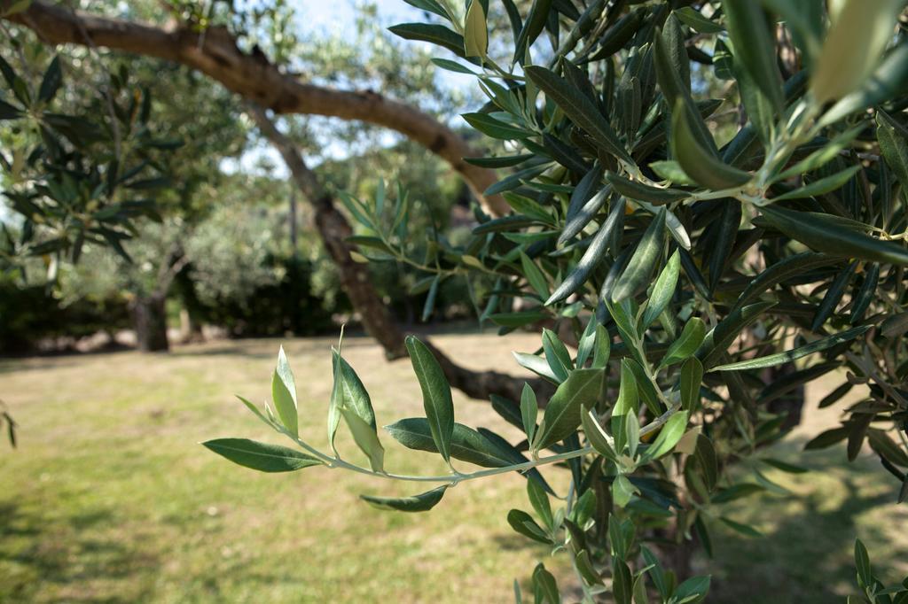 Agriturismo La Molara سيسا أورونكا المظهر الخارجي الصورة